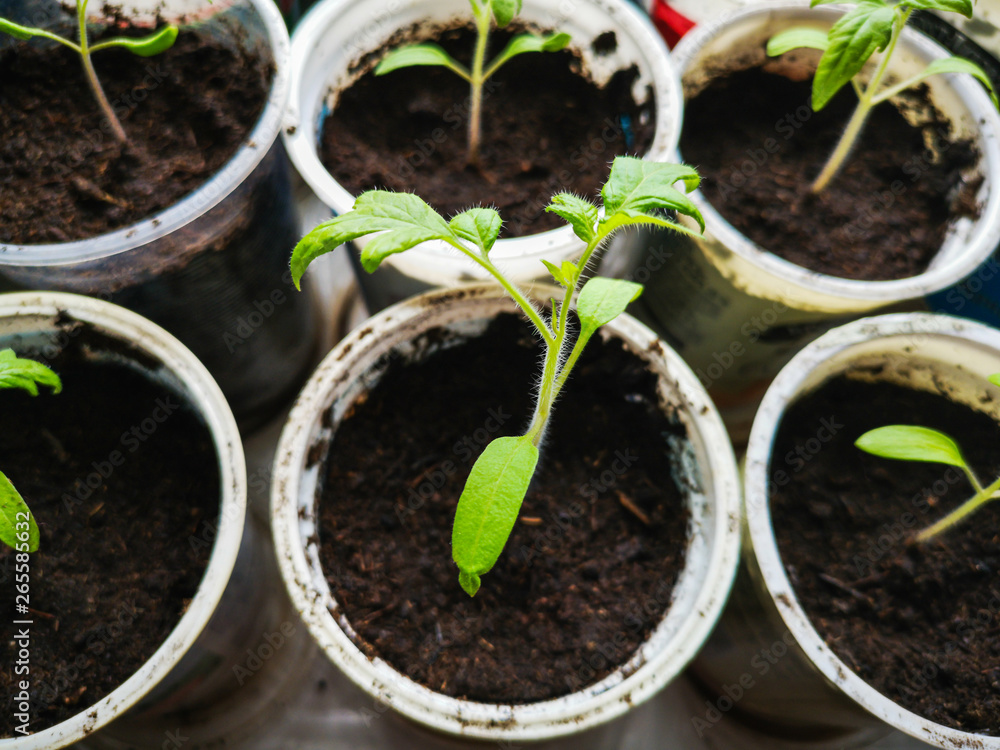 Growing tomatoes seedlings. Small tomato green plants - modern vegetable eco-production in a greenhouse. Growing tomatoes seedlings. Small tomato green plants - modern vegetable eco-production in a greenhouse.