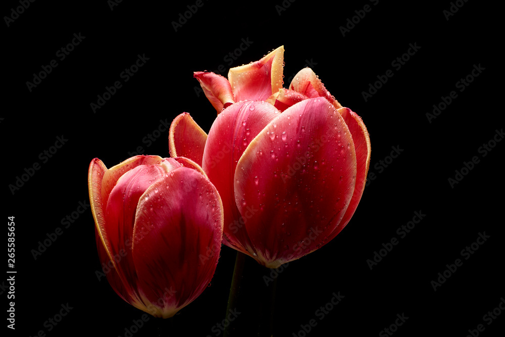 A beautiful tulip in a vase. Water drops on flower petals Dark background. A beautiful tulip in a vase. Water drops on flower petals Dark background.