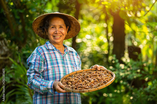 Asian Woman farmer holds the Kopi luwak or civet coffee with a happy smile, Kopi luwak or civet coffee on the coffee leaf. photo