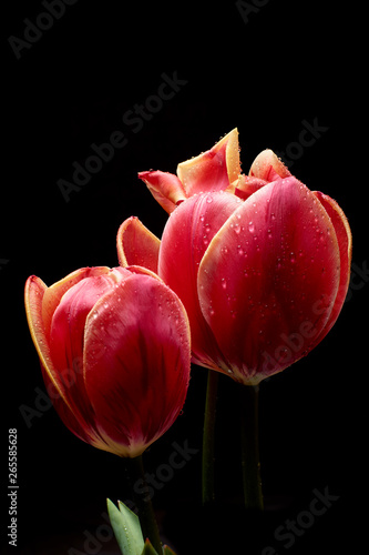 A beautiful tulip in a vase. Water drops on flower petals Dark background.