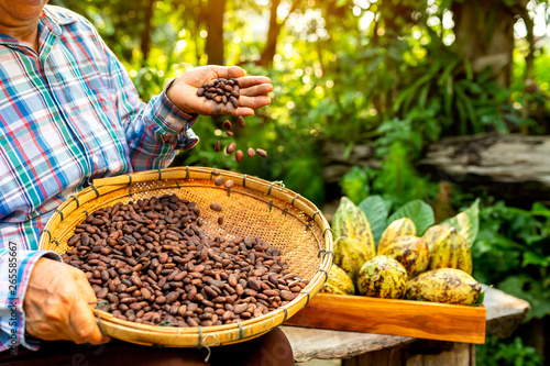 Hands holding Cocoa Beans, Aromatic cocoa beans as background, Cocoa Beans and Cocoa Fruits on wooden. photo