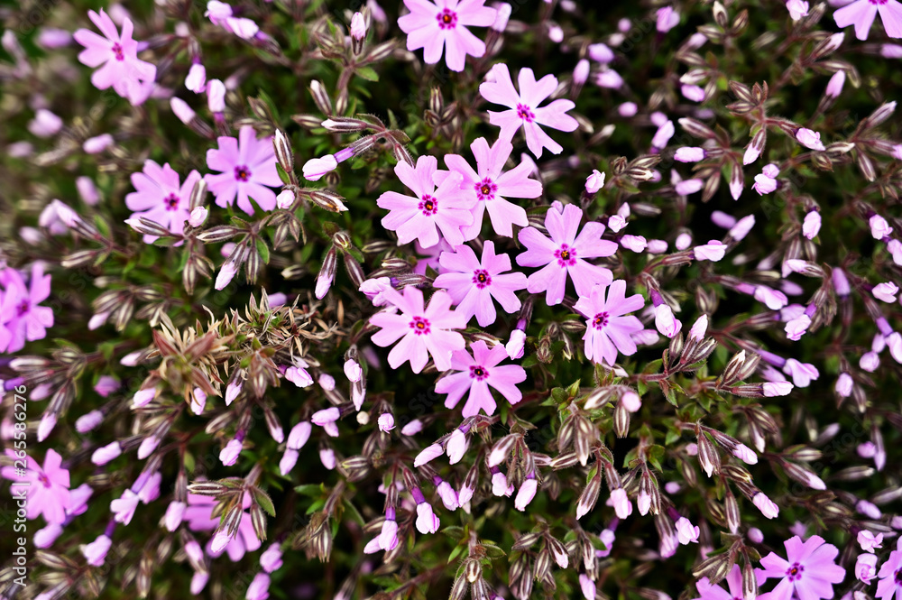 Obraz premium Pink flowers alpine plants.