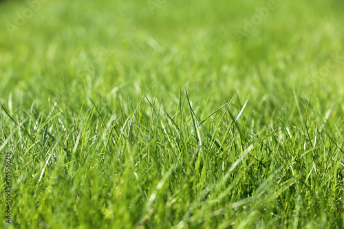 Green grass in sunlight, selective focus. Bright spring nature background, sunny meadow texture