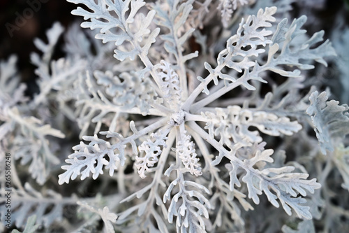 Gray leaves of decorative plant.