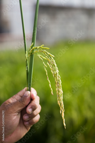 Paddy rice field