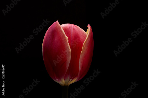 A beautiful tulip. Water drops on flower petals. Tulips on Dark background