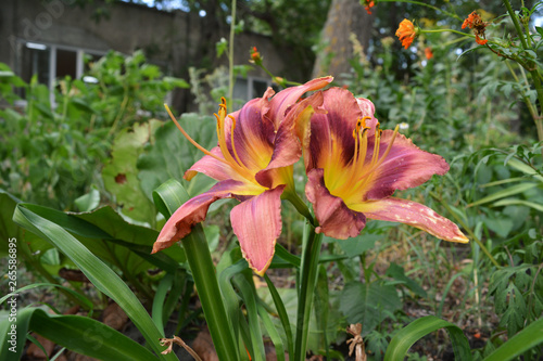 Beautiful flowers of daylily in the city yard. Guerrilla gardening.