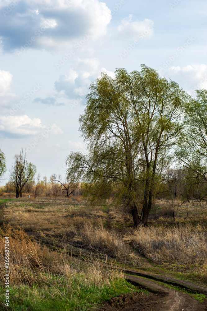 Fototapeta premium spring, all nature is just waking up, and not all trees have blossomed, the leaves