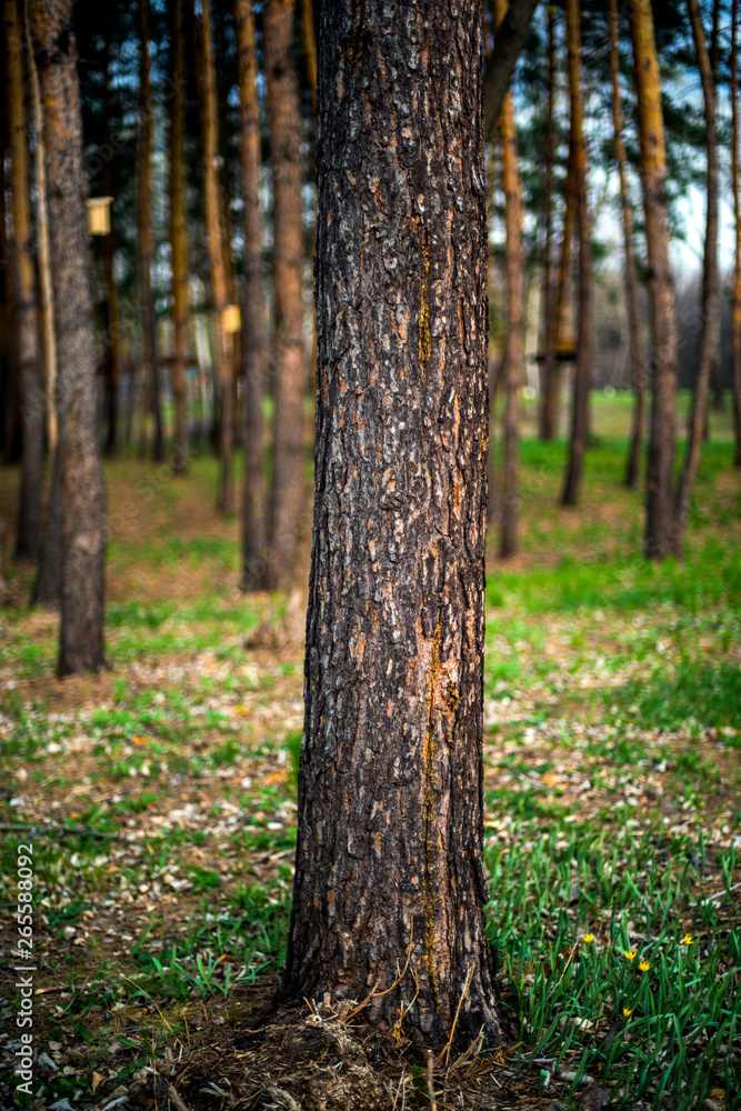 spring, all nature is just waking up, and not all trees have blossomed, the leaves spring, all nature is just waking up, and not all trees have blossomed, the leaves