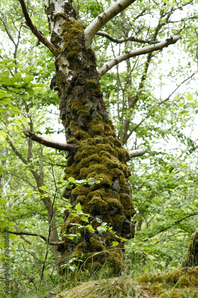 Fototapeta premium With moss covered tree in the wood