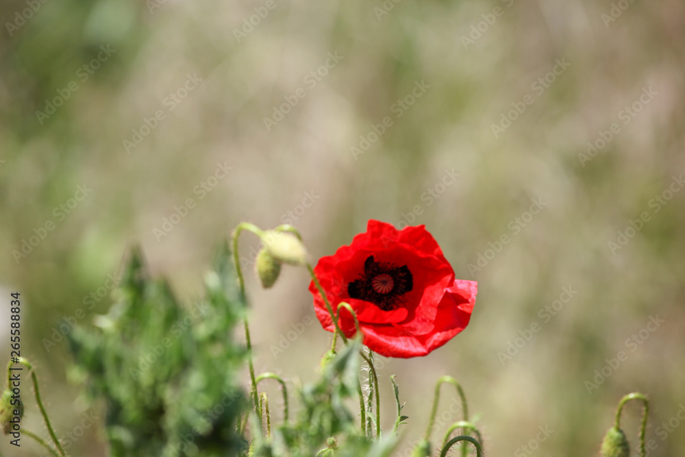 Obraz premium A Poppy Is A Flowering Plant In The Subfamily Papaveroideae Of The Family Papaveraceae.