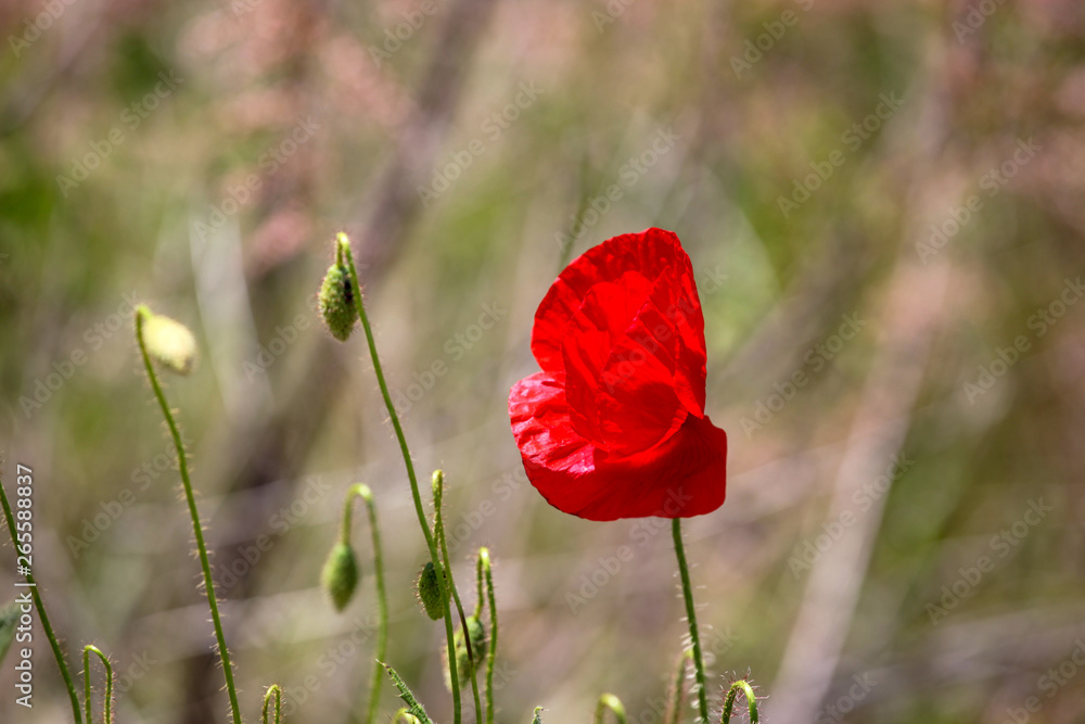 Obraz premium Mak Jest Rośliną Kwitnącą W Podrodzinie Papaveroideae Z Rodziny Papaveraceae.