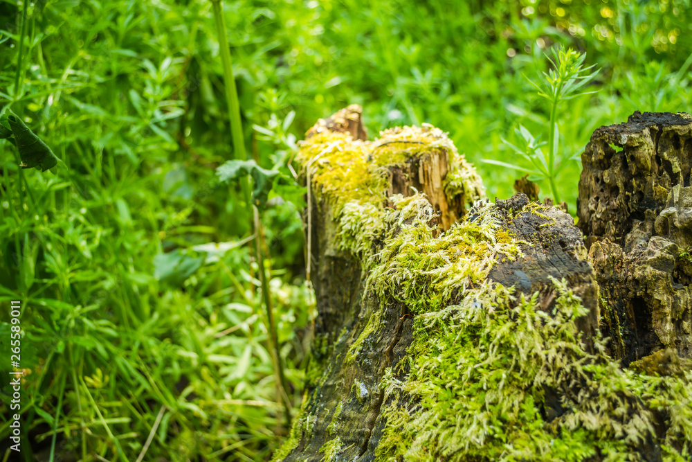 The young green moss on the bark of a tree in the forest of poplar The young green moss on the bark of a tree in the forest of poplar