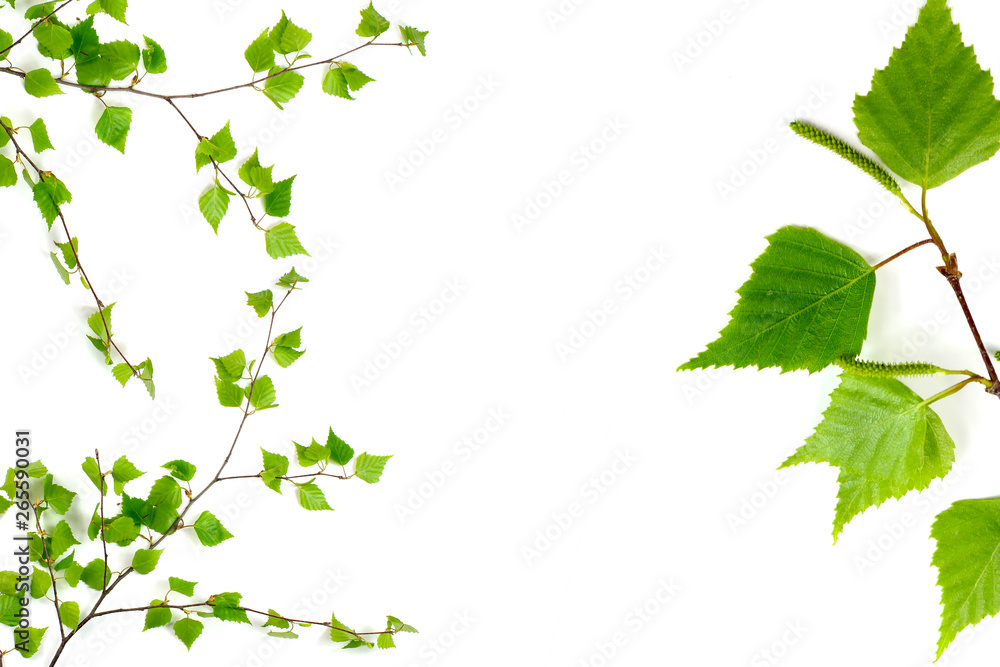 Birch branches isolated on white background, copy space, spring Birch branches isolated on white background, copy space, spring