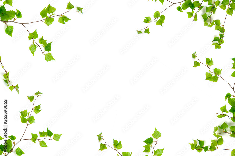 Birch branches isolated on white background, copy space, spring, frame of birch Birch branches isolated on white background, copy space, spring, frame of birch