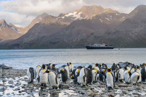 King Penguins at Fortuna Bay