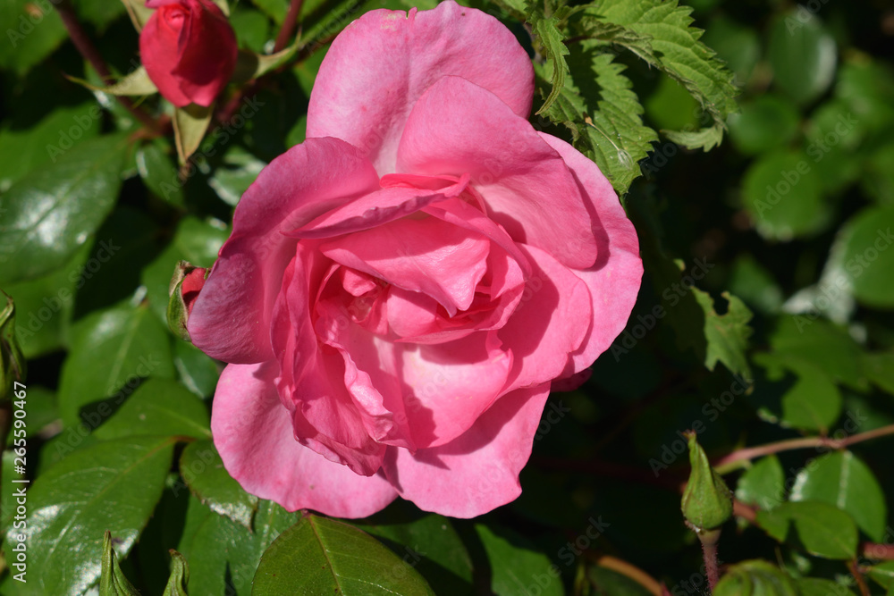 Magnifique rose rose bien épanouie sous les rayons du soleil au printemps Magnifique rose rose bien épanouie sous les rayons du soleil au printemps