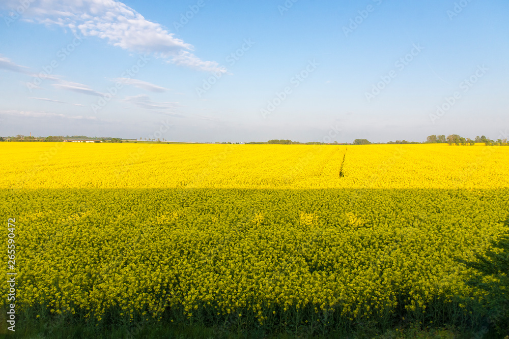 Open field with yellow flowers