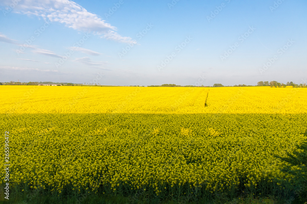 Open field with yellow flowers Open field with yellow flowers