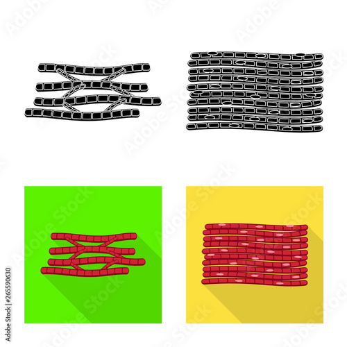 Vector illustration of fiber and muscular symbol. Collection of fiber and body  stock symbol for web.
