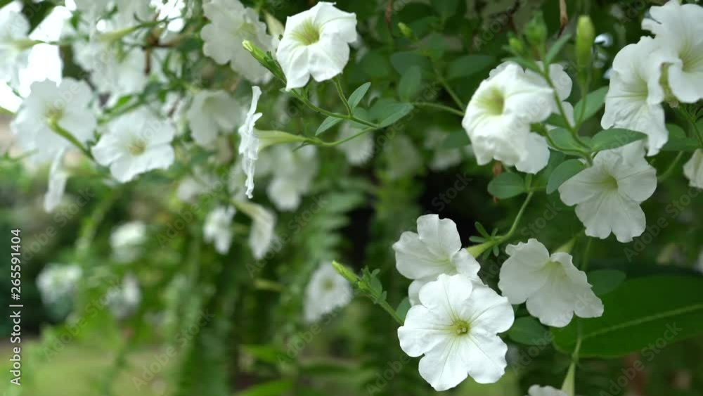 Close-up flowers of white petunias with while the wind blows and blur background. Close-up flowers of white petunias with while the wind blows and blur background.