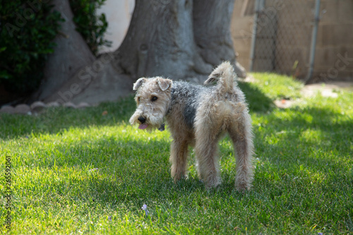 Obraz na plátně Lakeland Terrier Walking Outside