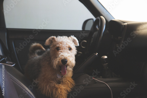 Obraz na plátně Lakeland Terrier Model Posing from a Car