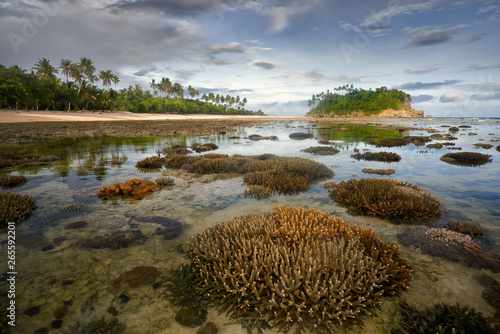 Fototapeta Naklejka Na Ścianę i Meble -  Coral reef at low tide in the early morning. Island Tablas, Philippines