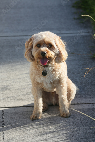 Cavoodle Or croos between a King Charles Cavalier and Poodle