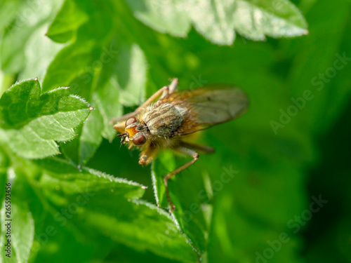 Fly macro phography  © Marius F