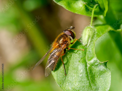 Bee close-up picture © Marius F