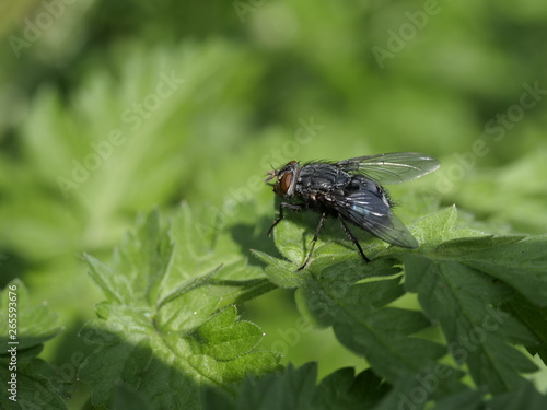 Fly macro phography 