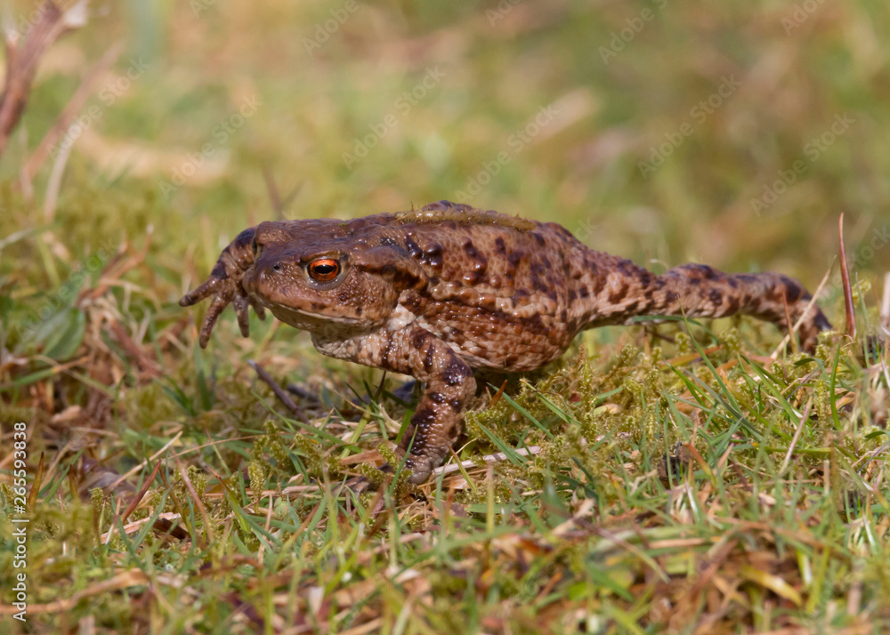 Naklejka premium Common Toad (Bufo Bufo) in spring walking to a breeding pond. Taken at Forest Farm Nature Reserve, Cardiff, South Wales, UK