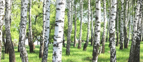 Obraz Młoda brzoza z czarno-białą korą na wiosnę w gaju brzozowym na tle innych brzóz