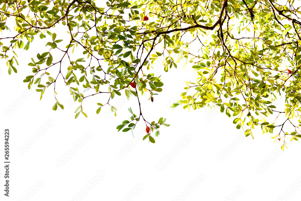 Green leaf and branches on white background Green leaf and branches on white background