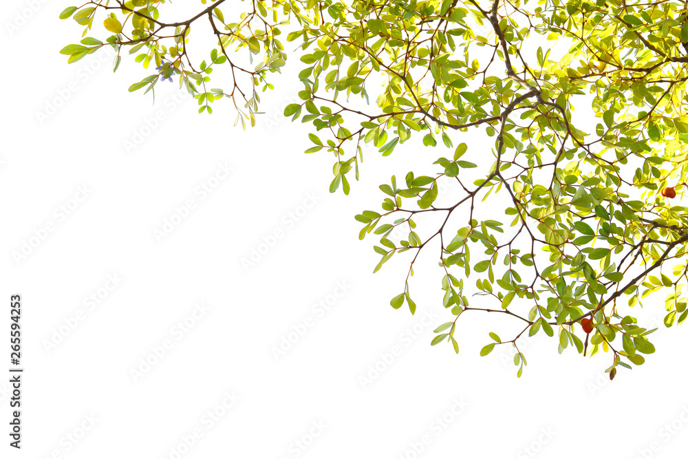 Green leaf and branches on white background Green leaf and branches on white background