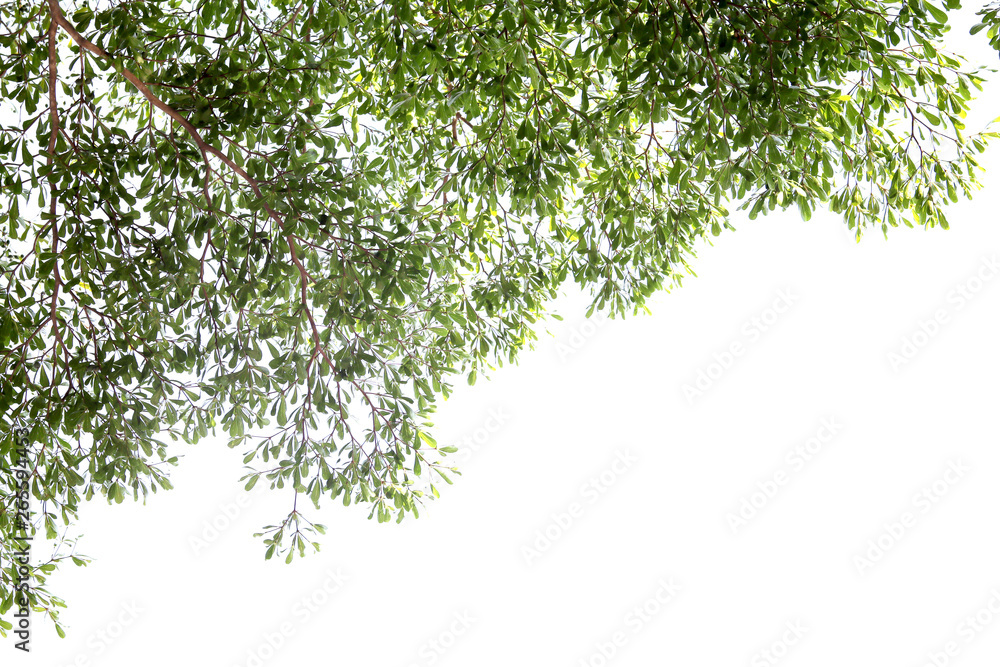 Green leaf and branches on white background Green leaf and branches on white background