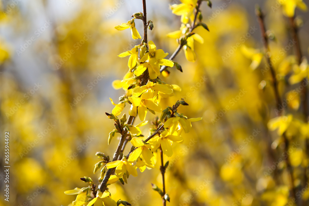 Beautiful park countryside garden view of blooming yellow small flowers with leafs. Beautiful park countryside garden view of blooming yellow small flowers with leafs.