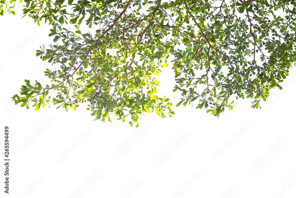 Green leaf and branches on white background Green leaf and branches on white background