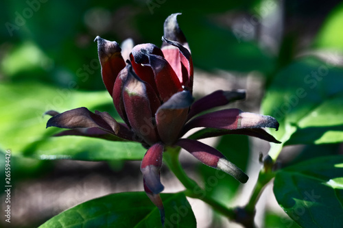 Wintersweet flower- calycanthus - photo