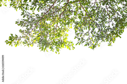 Green leaf and branches on white background