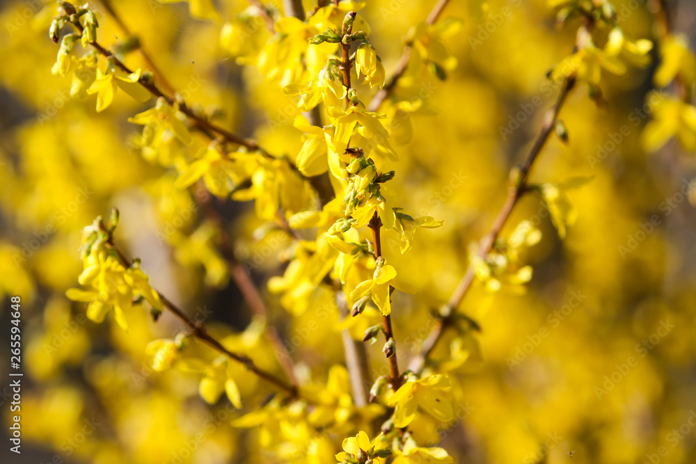 Beautiful park countryside garden view of blooming yellow small flowers with leafs. Beautiful park countryside garden view of blooming yellow small flowers with leafs.