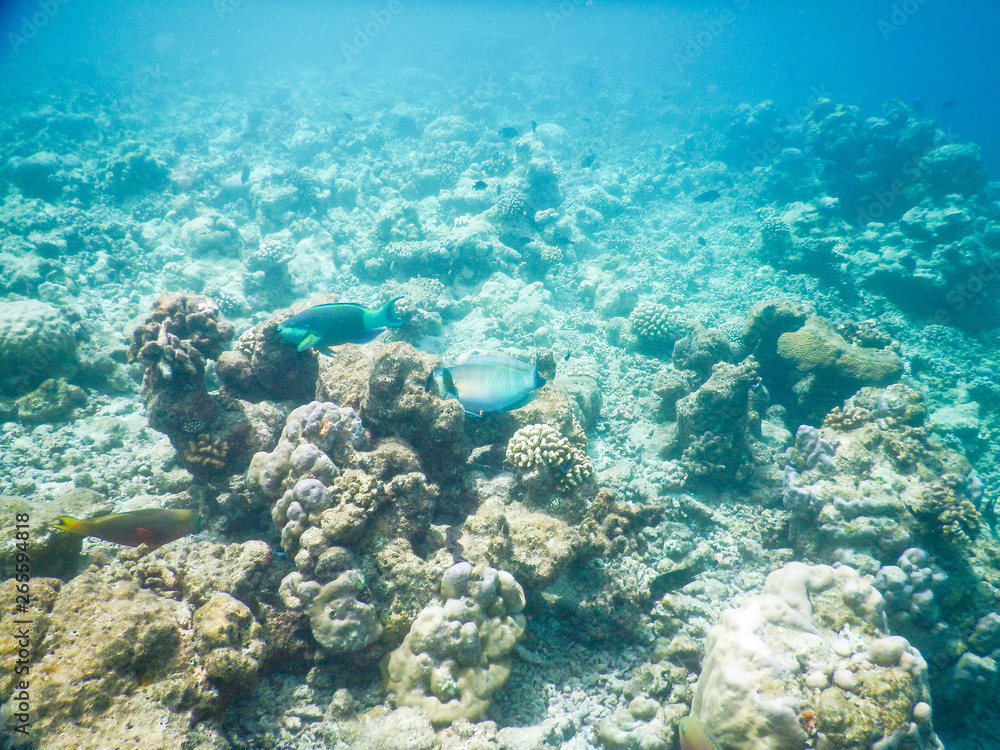 tropical fish tropical fish