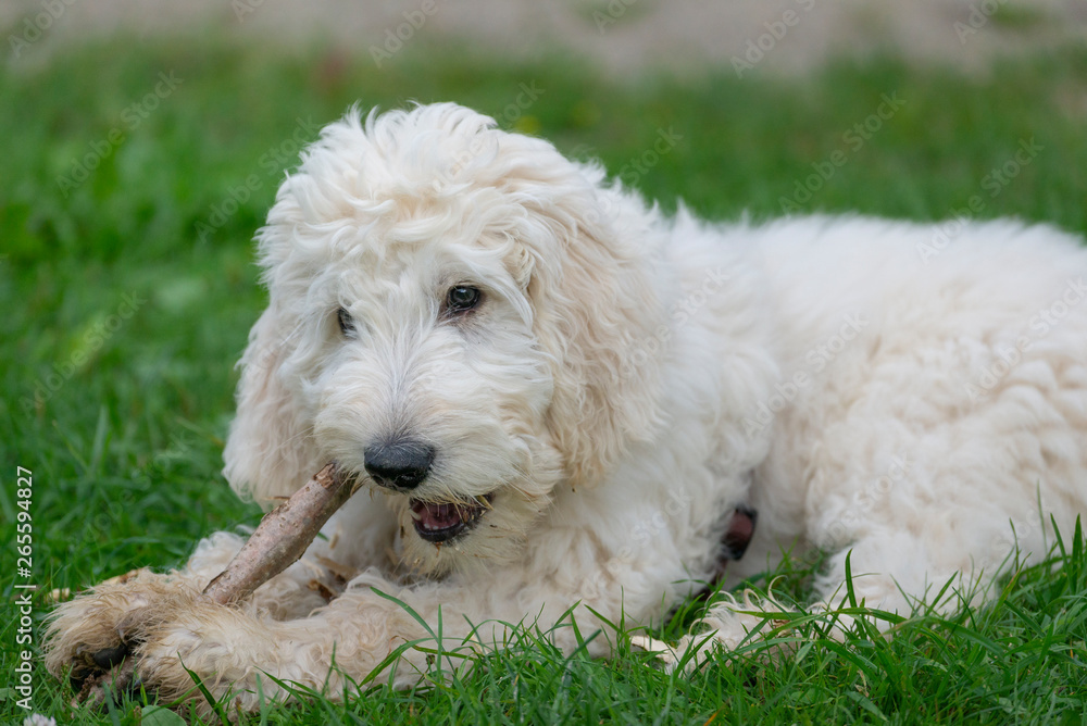 Junger Labradoodle - Hund spielt Junger Labradoodle - Hund spielt