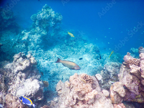 Fototapeta Naklejka Na Ścianę i Meble -  tropical fish