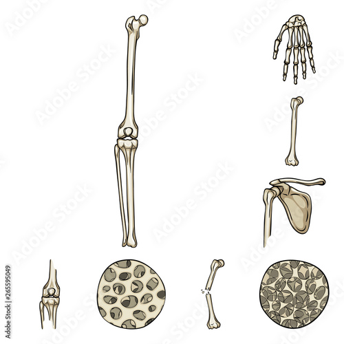 Isolated object of bone and skeleton symbol. Collection of bone and human stock symbol for web.