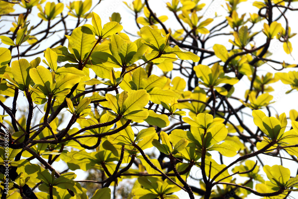 The big tree with fresh green leaves on branch on blue sky background The big tree with fresh green leaves on branch on blue sky background