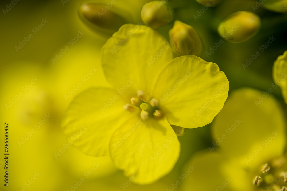 rasp flowers leaves macro shot rasp flowers leaves macro shot