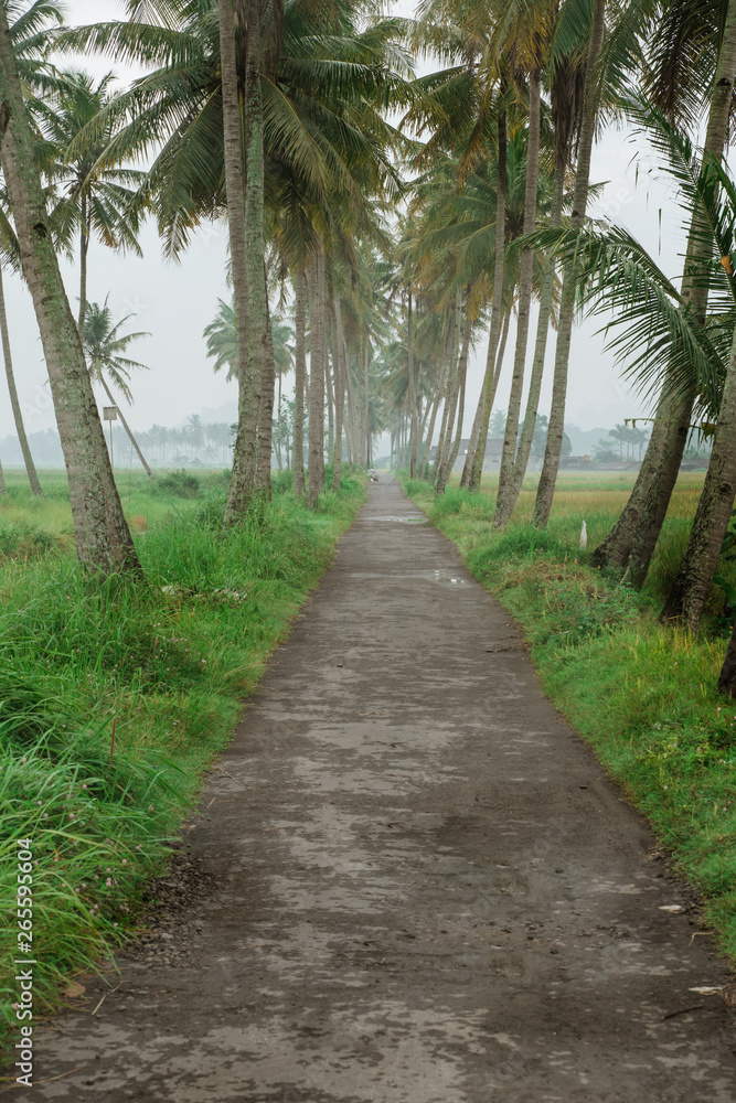 beautiful coconut tree country road in the morning