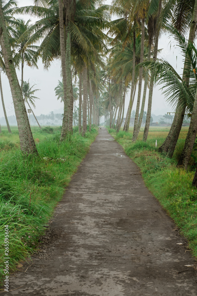 beautiful coconut tree country road in the morning beautiful coconut tree country road in the morning